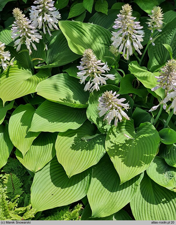 Hosta Fortunei Viridis