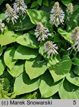 Hosta Fortunei Viridis