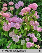 Hydrangea macrophylla Otaksa