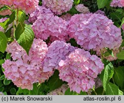 Hydrangea macrophylla Otaksa