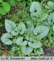 Brunnera macrophylla Silver Heart