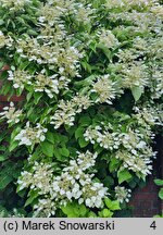 Schizophragma hydrangeoides (przywarka hortensjowata)