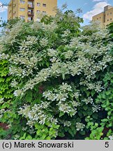 Schizophragma hydrangeoides (przywarka hortensjowata)