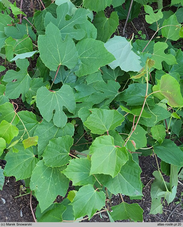 Vitis berlandieri (winorośl Berlandiera)