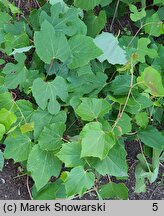 Vitis berlandieri (winorośl Berlandiera)