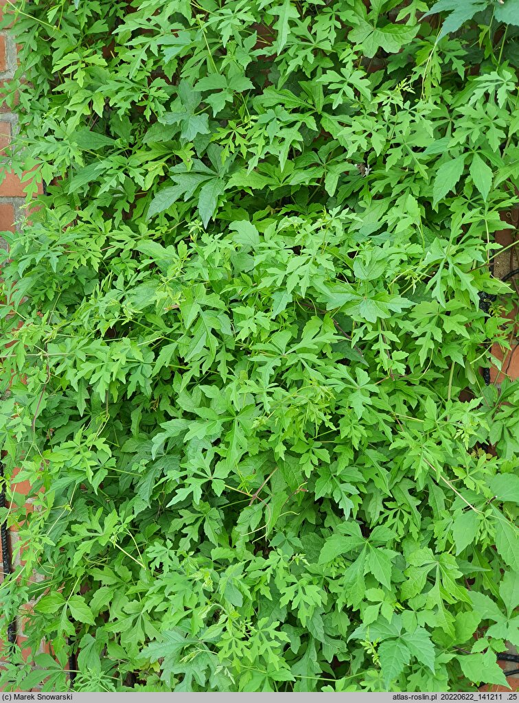Ampelopsis delavayana var. glabra (winnik Delavaya odm. gładka)
