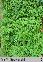 Ampelopsis delavayana var. glabra (winnik Delavaya odm. gładka)