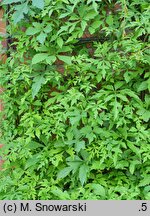 Ampelopsis delavayana var. glabra (winnik Delavaya odm. gładka)