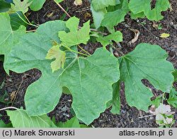 Ampelopsis humulifolia (winnik chmielolistny)