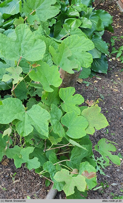 Ampelopsis humulifolia (winnik chmielolistny)