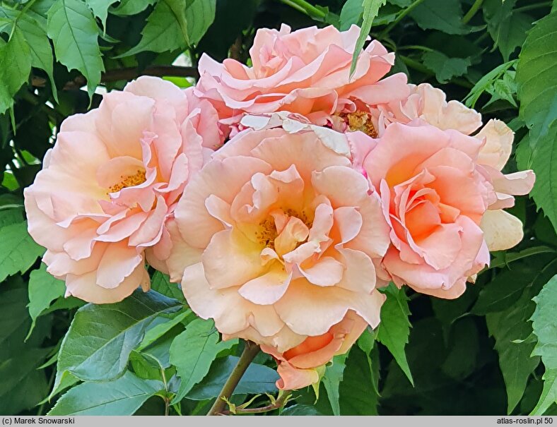 Rosa hort. Compassion