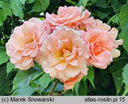 Rosa hort. Compassion