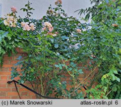 Rosa hort. Compassion