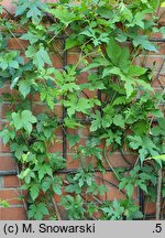 Ampelopsis glandulosa var. heterophylla (winnik zmiennolistny odm. różnolistna)