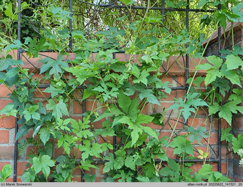 Ampelopsis glandulosa var. heterophylla (winnik zmiennolistny odm. różnolistna)