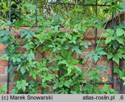 Ampelopsis glandulosa var. heterophylla (winnik zmiennolistny odm. różnolistna)