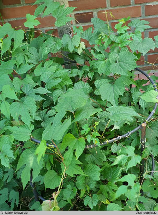 Ampelopsis cordata (winnik sercowaty)