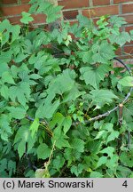 Ampelopsis cordata (winnik sercowaty)