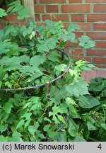 Ampelopsis cordata (winnik sercowaty)