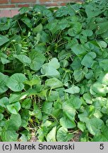 Asarum caudatum (kopytnik długopłatkowy)