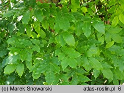 Millettia japonica (miletia japońska)