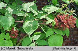 Rubus phoenicolasius (jeżyna rdzawa)