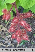 Rubus phoenicolasius (jeżyna rdzawa)