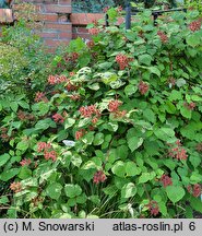 Rubus phoenicolasius (jeżyna rdzawa)