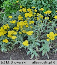 Achillea Moonshine