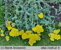 Achillea Moonshine