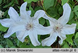 Clematis Beautiful Bride