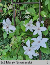 Clematis Beautiful Bride