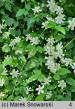 Clematis intricata (powojnik poplątany)