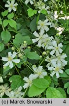 Clematis intricata (powojnik poplątany)