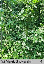 Clematis intricata (powojnik poplątany)