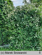Clematis intricata (powojnik poplątany)