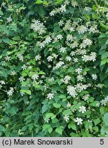 Clematis intricata (powojnik poplątany)