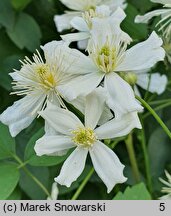 Clematis intricata (powojnik poplątany)