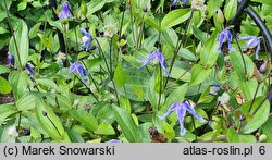 Clematis integrifolia (powojnik całolistny)