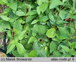 Clematis integrifolia (powojnik całolistny)