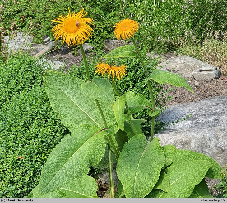 Inula royleana (oman Royle'a)