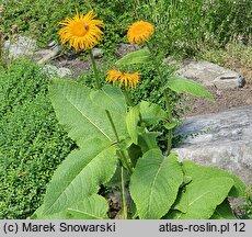 Inula royleana (oman Royle'a)