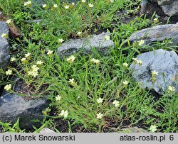 Dianthus knappii