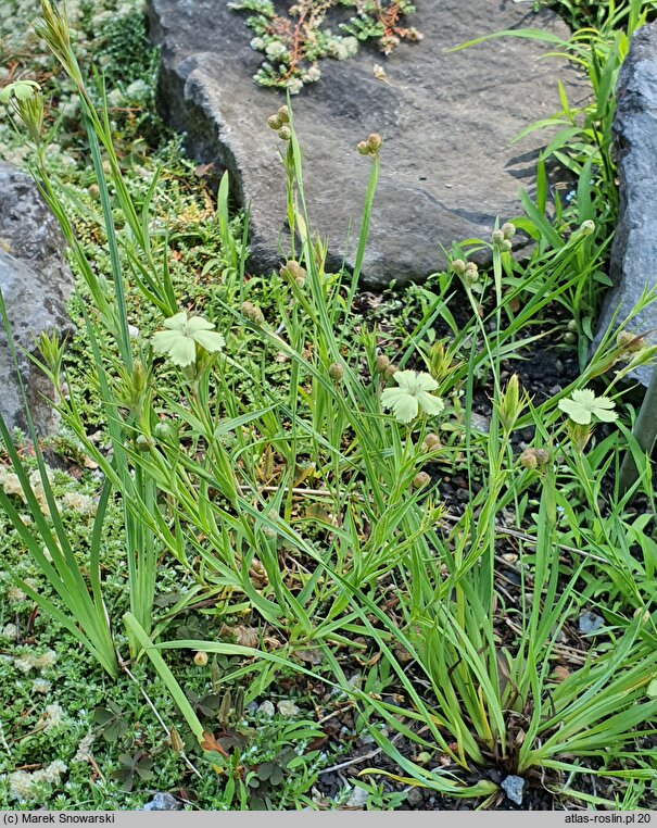 Dianthus knappii