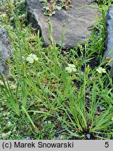 Dianthus knappii