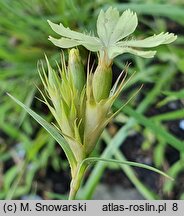 Dianthus knappii