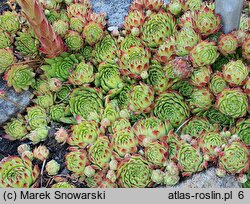 Sempervivum ×funckii (rojnik Funcka)