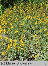 Eriophyllum lanatum (eriofil darniowy)