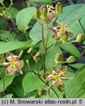 Tricyrtis puberula (trójsklepka omszona)