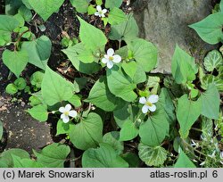 Houttuynia cordata (pstrolistka sercowata)